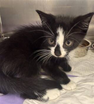 GWAINE -  Domestic Short Hair Cat for Adoption in Fort Lauderdale, Florida - GWAINE | PetCurious