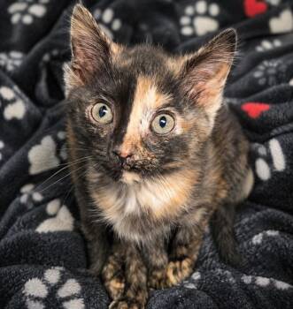 Domestic Short Hair Cats Available for Adoption in Warren, Michigan - El | PetCurious