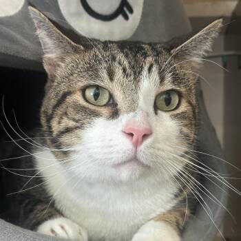 Niko -  Domestic Short Hair Cat for Adoption in Park City, Utah - Niko | PetCurious
