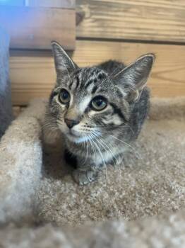 Hermione -  Domestic Short Hair Cat for Adoption in St. Cloud, Minnesota - Hermione | PetCurious