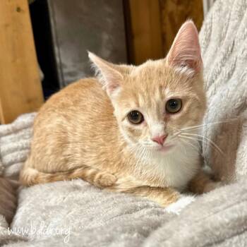 Domestic Short Hair Cats Available for Adoption - Thea | PetCurious