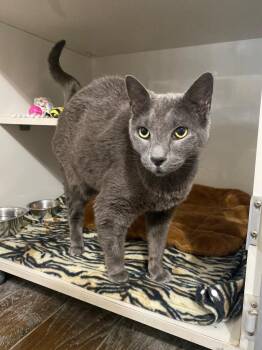 Domestic Short Hair Cats Available for Adoption in Corpus Christi, Texas - Walter | PetCurious