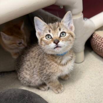 Domestic Short Hair Cats Available for Adoption in Marshall, Virginia - Tater | PetCurious