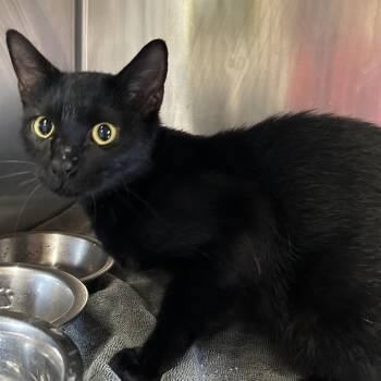 Bailey -  Domestic Short Hair Cat for Adoption in Starkville, Mississippi - Bailey | PetCurious