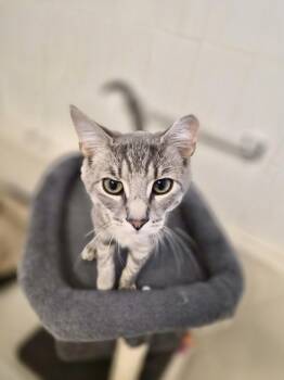 Ted -  Domestic Short Hair Cat for Adoption in Melville, New York - Ted | PetCurious