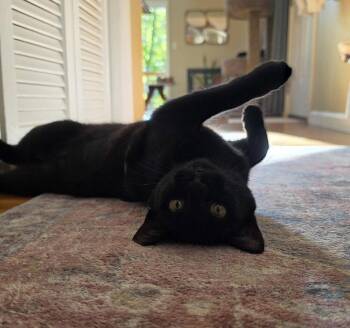Luna -  Domestic Short Hair Cat for Adoption in Candler, North Carolina - Luna | PetCurious
