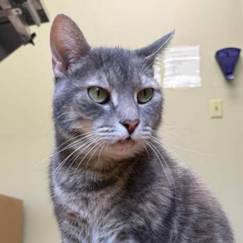 Razzy -  Domestic Short Hair Cat for Adoption in Milan, Illinois - Razzy | PetCurious