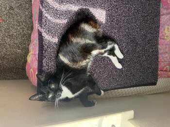 Manx Cats Available for Adoption in Fresno, California - Manxy  | PetCurious