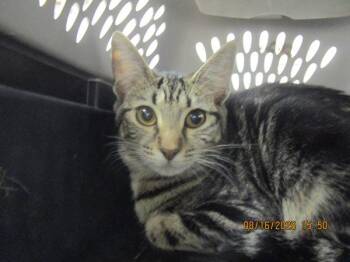 Tallulah(616) -  Domestic Short Hair Cat for Adoption in Marietta, Georgia - Tallulah(616) | PetCurious