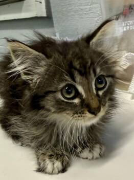 Domestic Short Hair Cats Available for Adoption in Mobile, Alabama - Koala | PetCurious