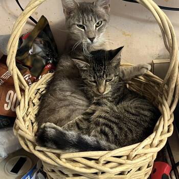 Rescue Domestic Short Hair Cats for Adoption in Mount Airy, Maryland - Truckie, Addison, And Michel | PetCurious