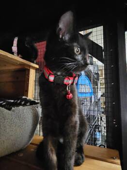 Joan -  Domestic Short Hair Cat for Adoption in Dyersburg, Tennessee - Joan | PetCurious