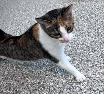 Sophie -  Calico and Tabby Cat for Adoption in Hamilton, Ontario - Sophie | PetCurious