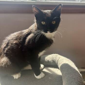 Domestic Short Hair Cats Available for Adoption in Richmond, Virginia - Chicken Noodle | PetCurious
