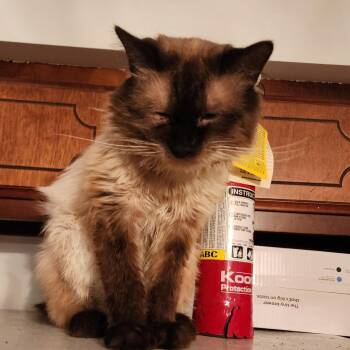 Jack -  Siamese and Himalayan Cat for Adoption in Carmel, Indiana - Jack | PetCurious