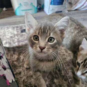 Tom Haverford -  Domestic Short Hair Cat for Adoption in Eagle Mountain, Utah - Tom Haverford | PetCurious