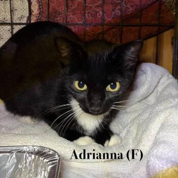 Adrianna -  Domestic Short Hair Cat for Adoption in Otisfield, Maine - Adrianna | PetCurious