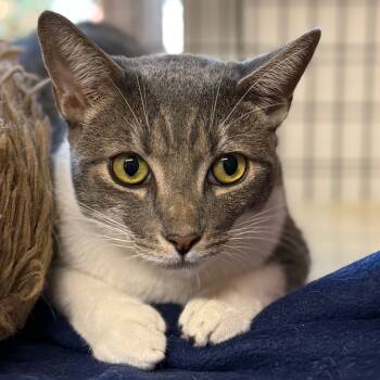 Rescue Domestic Short Hair Cats for Adoption in Redwood Valley, California - Grover | PetCurious