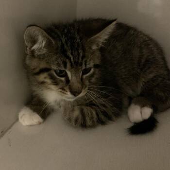 Spencer -  Domestic Short Hair Cat for Adoption in Redwood City, California - Spencer | PetCurious