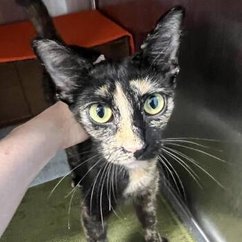 Rue -  Domestic Short Hair Cat for Adoption in Oneonta, New York - Rue | PetCurious
