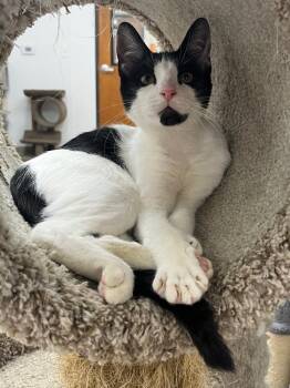 Duck -  Domestic Short Hair Cat for Adoption in Corpus Christi, Texas - Duck | PetCurious