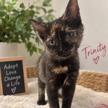 Trinity -  American Shorthair Cat for Adoption in Inman, South Carolina - Trinity | PetCurious