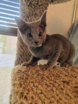 Bryson -  Domestic Short Hair Cat for Adoption in Las Vegas, Nevada - Bryson | PetCurious