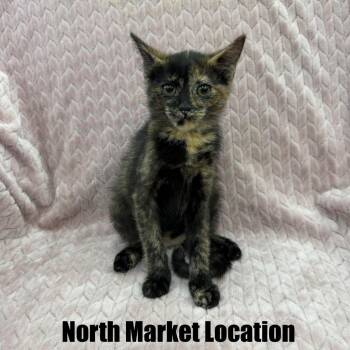 Penne -  Domestic Short Hair Cat for Adoption in Raleigh, North Carolina - Penne | PetCurious
