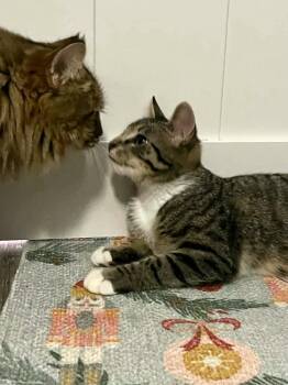 Domestic Short Hair Cats Available for Adoption - Gus | PetCurious