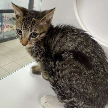 Scary spice -  Domestic Short Hair Cat for Adoption in West Palm Beach, Florida - Scary Spice | PetCurious