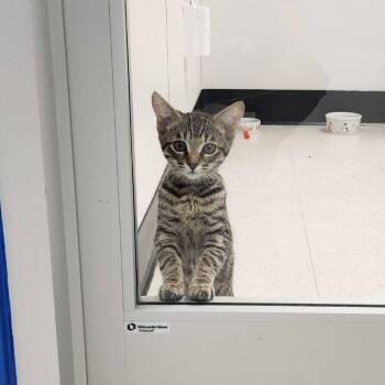 Andrea -  Domestic Short Hair Cat for Adoption in Sunnyvale, California - Andrea | PetCurious