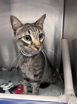 Domestic Medium Hair Cats Available for Adoption - ATHENS | PetCurious