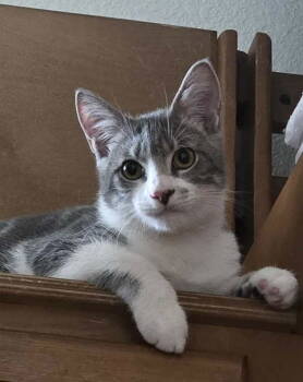 Rescue Domestic Short Hair Cats for Adoption in Mckinney, Texas - Ridoc | PetCurious