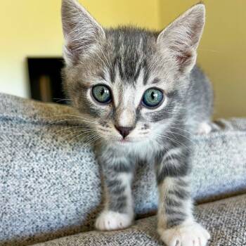 Domestic Short Hair Cats Available for Adoption - Pebbles | PetCurious