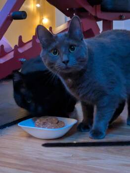 Domestic Short Hair Cats Available for Adoption - Plaza | PetCurious