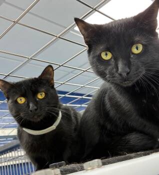 Sara -  Domestic Short Hair Cat Available for Adoption in Hartsville, South Carolina - Sara | PetCurious