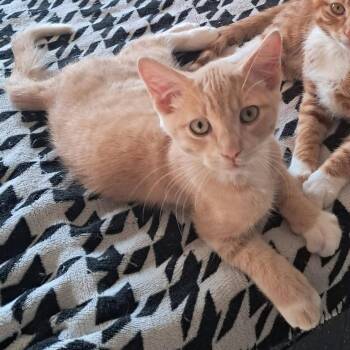 Mr. Nova -  Domestic Short Hair Cat for Adoption in Washougal, Washington - Mr. Nova | PetCurious
