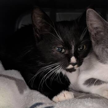 Wirt -  Domestic Short Hair Cat for Adoption in Emporia, Kansas - Wirt | PetCurious