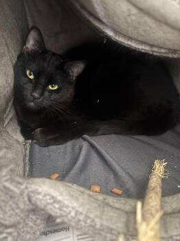 Domestic Short Hair Cats Available for Adoption in Manchester, New Hampshire - Naco Fry- Looking For A Cat Friend | PetCurious
