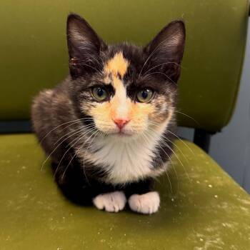 Rescue Domestic Short Hair Cats for Adoption in Hannibal, Missouri - The Cheshire Cat | PetCurious