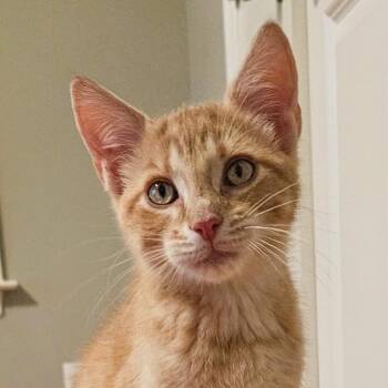 Eddy -  Domestic Short Hair Cat for Adoption in Stamford, Connecticut - Eddy | PetCurious