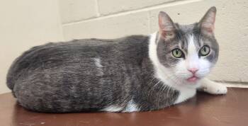 Domestic Short Hair Cats Available for Adoption in Clayton, New Jersey - Sparky  | PetCurious
