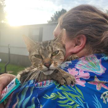 Rescue Domestic Short Hair Cats for Adoption in Hope Mills, North Carolina - Granite | PetCurious