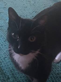 Domestic Short Hair Cats Available for Adoption in Seven Valleys, Pennsylvania - Chance | PetCurious