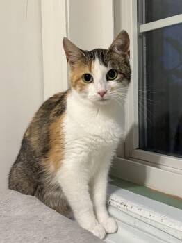 Rescue Domestic Short Hair Cats for Adoption in Ottawa, Ontario - Triscuit | PetCurious