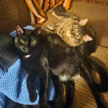 Rescue Domestic Long Hair Cats for Adoption in Mokena, Illinois - Fenti & Rizza | PetCurious