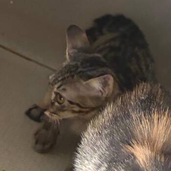 Rolo -  Domestic Short Hair Cat for Adoption in Austin, Texas - Rolo | PetCurious