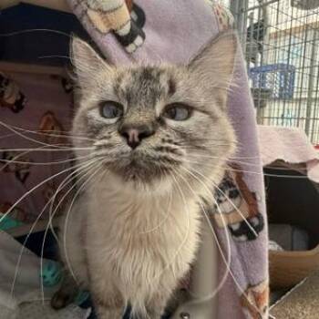 Rei -  Domestic Medium Hair Cat for Adoption in Taos, New Mexico - Rei | PetCurious