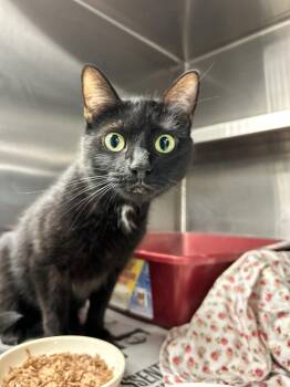 Bella -  Domestic Short Hair Cat for Adoption in Sudbury, Massachusetts - Bella | PetCurious