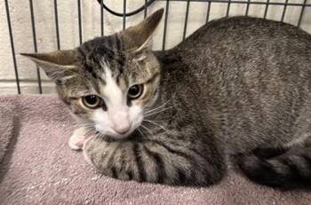 RESTLESS RON -  Domestic Short Hair Cat for Adoption in Peoria, Illinois - RESTLESS RON | PetCurious